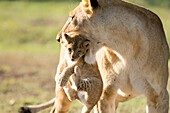 Lion with cub in mouth, Masai Mara, Kenya, East Africa, Africa