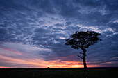 Acacia tree at sunset, Masai Mara, Kenya, East Africa, Africa