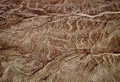 The Monkey Geoglyph, aerial view, Nazca, UNESCO World Heritage Site, Ica Region, Peru, South America