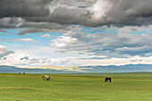 Horses grazing on the Mongolian steppe under a cloudy sky, South Hangay, Mongolia, Central Asia, Asia