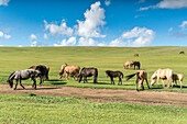 Horses grazing on the Mongolian steppe, South Hangay, Mongolia, Central Asia, Asia