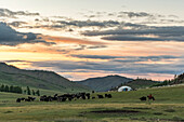 Shepherd on horse rounding up yaks at sunset, Burentogtokh district, Hovsgol province, Mongolia, Central Asia, Asia