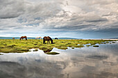 Horses grazing on the shores of Hovsgol Lake, Hovsgol province, Mongolia, Central Asia, Asia