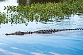 Saltwater crocodile in Yellow Water billabong and wetland, Kakadu National Park, Northern Territory, Australia, Pacific