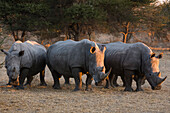 White rhinoceros (Ceratotherium simum), Kalahari, Botswana, Africa