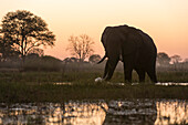 An African elephant (Loxodonta africana) walking in the Khwai River at sunset, Botswana, Africa