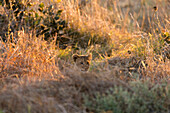 Lion (Panthera leo), Khwai Conservation Area, Okavango Delta, Botswana, Africa