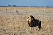Lion (Panthera leo), Savuti, Chobe National Park, Botswana, Africa