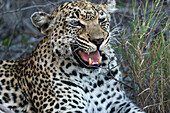 African leopard (Panthera pardus) in savanna, Kruger National Park, South Africa, Africa