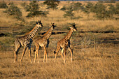Young giraffes (Giraffa camelopardalis), Serengeti National Park, Tanzania, East Africa, Africa