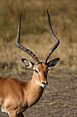 Impala (Aepyceros melampus), Masai Mara National Reserve, Kenya, East Africa, Africa