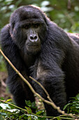 Mountain gorilla, (Gorilla beringei beringei), Bwindi Impenetrable National Park, Uganda, Africa