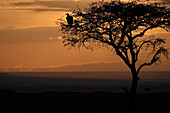 Griffon vulture (Gyps fulvus) in a tree at sunrise, Masai Mara Game Reserve, Kenya, East Africa, Africa