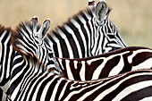 Group of Zebras (Equus burchellii), Masai Mara Game Reserve, Kenya, East Africa, Africa