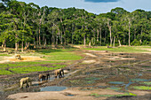 African forest elephants (Loxodonta cyclotis) at Dzanga Bai, UNESCO World Heritage Site, Dzanga-Sangha Special Reserve, Central African Republic, Africa