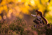 Red squirrel (Sciurus vulgaris) and autumnal colours, Cairngorms National Park, Scotland, United Kingdom, Europe