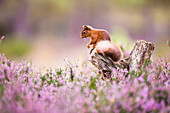 Red squirrel (Sciurus vulgaris) in blooming heather, Cairngorms National Park, Scotland, United Kingdom, Europe