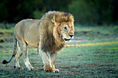 Male lion, Masai Mara, Kenya, East Africa, Africa