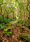 Forest on the slopes of Pico Alto, Santa Maria Island, Azores, Portugal, Atlantic, Europe