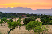 View of landscape with olive trees and mountains at dusk with farmhouse in landscape, Majorca, Balearic Islands, Spain, Mediterranean, Europe