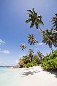 Palm trees lean over white sand, under a blue sky, on Bandos Island in The Maldives, Indian Ocean, Asia