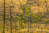 View of barren land following recent fire near Kamloops, British Columbia, Canada, North America