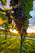 Weinberg bei Sonnenuntergang, Ehrenstetten, bei Freiburg im Breisgau, Markgräflerland, Schwarzwald, Baden-Württemberg, Deutschland