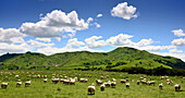 Schafe bei Masterton, Nordinsel, Neuseeland