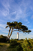 Leuchtturm Dornbusch, Hiddensee, Rügen, Ostseeküste, Mecklenburg-Vorpommern,  Deutschland