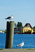 Port of Vitte, Hiddensee, Rügen, Baltic Sea Coast, Mecklenburg-Vorpommern, Germany