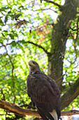 Adler im National Park, Wollin, Ostseeküste, Polen