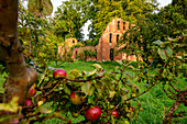 Apfelbaum mit Ruine am Münster Bad Doberan, Ostseeküste, Mecklenburg-Vorpommern Deutschland
