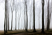 Fahrradfahrer im Nebel. Gespensterwald bei Nienhagen, Ostseeküste, Mecklenburg-Vorpommern, Deutschland