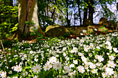 Hünengrab mit Blumenmeer im Klützer Winkel, Ostseeküste, Mecklenburg-Vorpommern, Deutschland