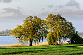 Insel Poel, view of Salzhaff, Baltic Sea coast, Mecklenburg-Western Pomerania Germany