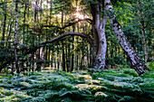 Ribnitzer Großes Moor/Dierhäger Moor bei Graal-Müritz, Ostseeküste, Mecklenburg-Vorpommern, Deutschland