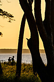 Bäume mit Wiese am Strand von Schaabe, Rügen, Ostseeküste, Mecklenburg-Vorpommern, Deutschland