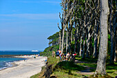 Ghost Forest near Nienhagen, Baltic Sea Coast, Mecklenburg-Western Pomerania Germany