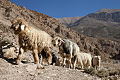 Sheep herd on the nomadic bakhtiari migration in the zagros mountains, Iran, Asia