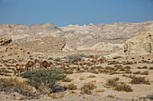 Kamele auf der Insel Qeshm, Iran, Asien