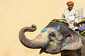Mann reitet auf einem verzierten Elefanten, Rajasthan, Indien, Asien
