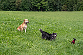 Three dogs in a meadow, Bad Kohlgub, Upper Bavaria, Germany