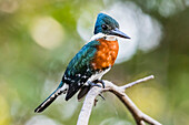 An adult male green kingfisher (Chloroceryle americana), Porto Jofre, Mato Grosso, Pantanal, Brazil, South America
