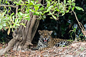 An adult jaguar (Panthera onca), on the riverbank of the Rio Tres Irmao, Mato Grosso, Brazil, South America