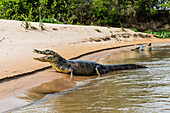 Two adult yacare caimans (Caiman yacare), on the riverbank near Porto Jofre, Brazil, South America
