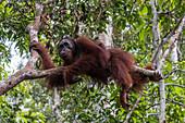 Male Bornean orangutan (Pongo pygmaeus) at Camp Leakey dock, Borneo, Indonesia, Southeast Asia, Asia