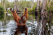 Wild male Bornean orangutan (Pongo pygmaeus), on the Buluh Kecil River, Borneo, Indonesia, Southeast Asia, Asia