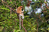 Young proboscis monkey (Nasalis larvatus), Tanjung Puting National Park, Kalimantan, Borneo, Indonesia, Southeast Asia, Asia