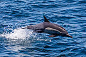 Long-beaked common dolphin (Delphinus capensis) leaping, Isla Danzante, Baja California Sur, Mexico, North America