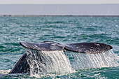 Adult California gray whale (Eschritius robustus) flukes-up dive in San Ignacio Lagoon, Baja California Sur, Mexico, North America